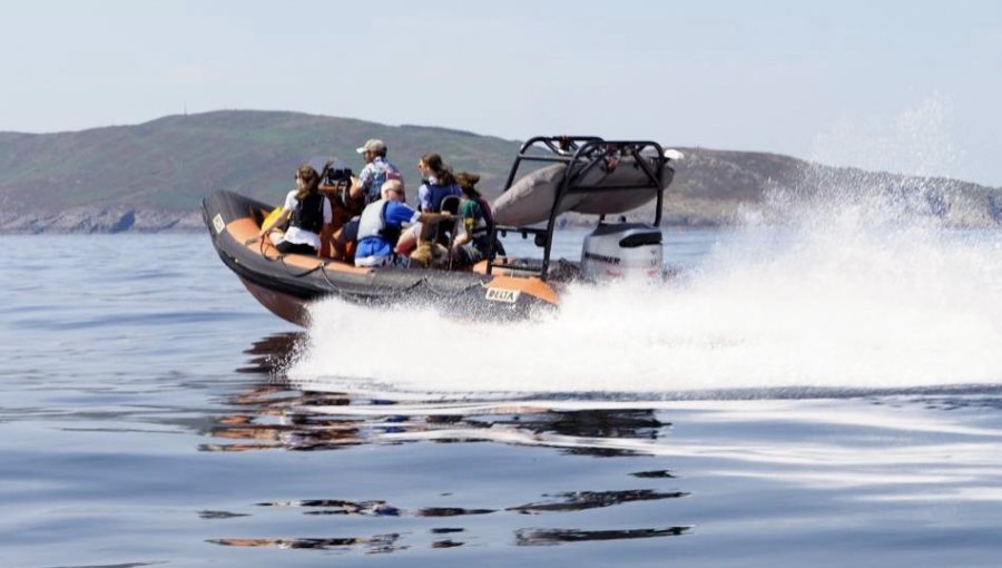 Cork Harbour Powerboat Taster Sightseeing Tour | Pure Cork | Things-to-do